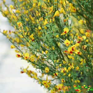 تصویری از سی تی سوس