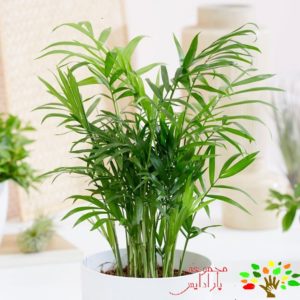 تصویری از شامادورا