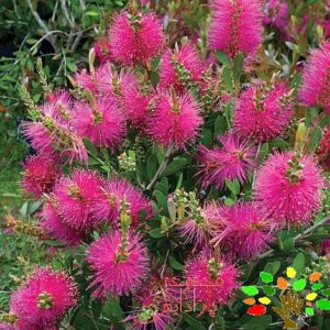 تصویری از گیاه شیشه شو