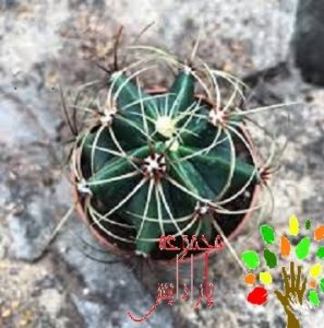 تصویری از فروکاکتوس