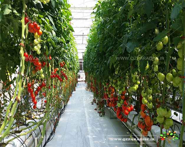 هیدروپونیک