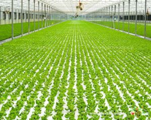 کشت هیدروپونیک