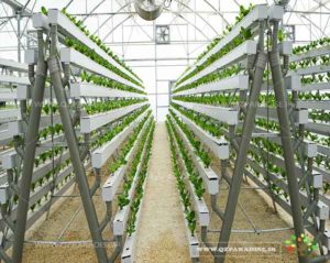 گیاه هیدروپونیک