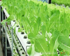 کشت گیاه هیدروپونیک