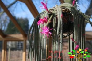 تصویری از کاکتوس دم موشی