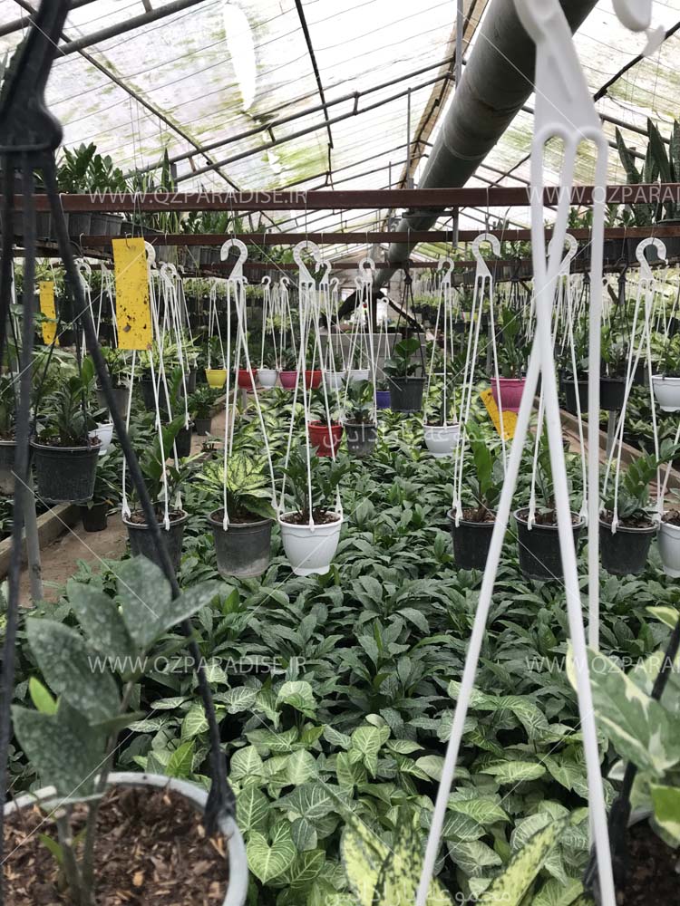 گلخانه تولید گیاهان آپارتمانی احد شریف نژاد