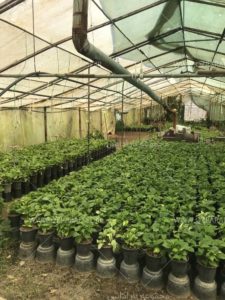 گلخانه_تولید_کننده_گیاهان_آپارتمانی_مجموعه-پارادایس-کیفیت بالا