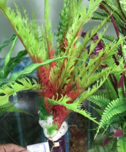 گیاه مصنوعی آکواریوم PA136 Plant Aquarium