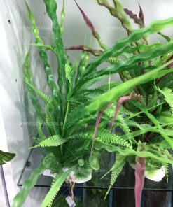 گیاه مصنوعی آکواریوم PA138 Plant Aquarium