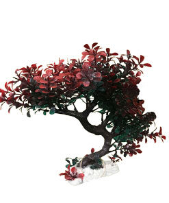 گیاهان آکواریومی