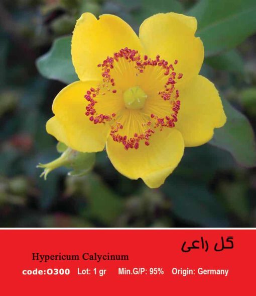 بذر گل راعی Hypericum perforatum