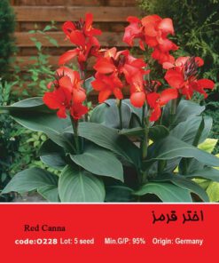 بذر گل اختر قرمز CANNAWYOMING