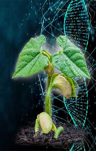 پاسخ به سوالات شما در خصوص به نژادی گیاهان