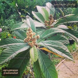 نهالستان طبیعت سبز