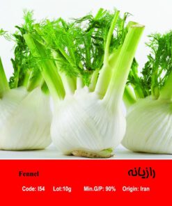 بذر گیاه رازیانه Fennel