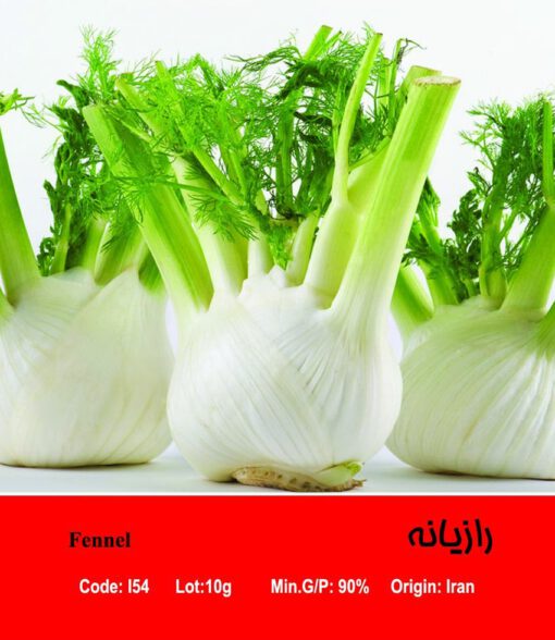 بذر گیاه رازیانه Fennel