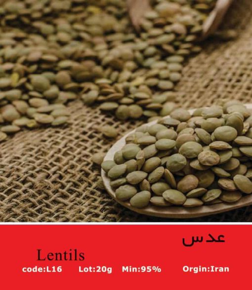 بذر عدس سبز Green Lentils