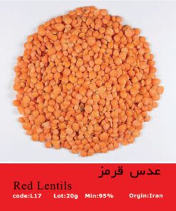 بذر عدس قرمز Red Lentils