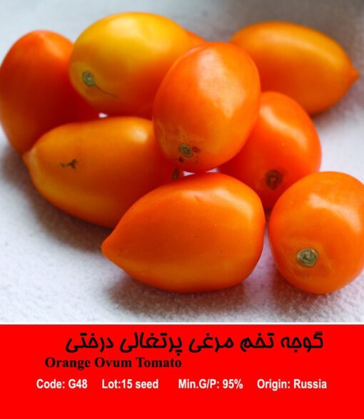 بذر گوجه تخم مرغی پرتغالی Orange Ovum Tomatoدرختی