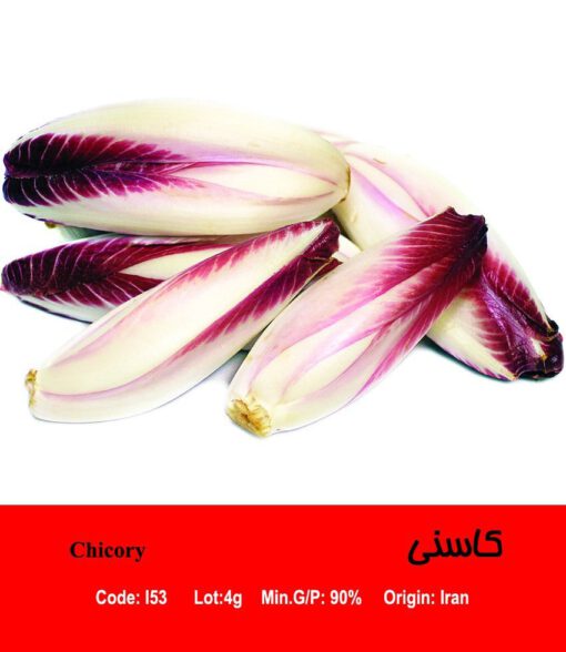 بذر گیاه کاسنی Chicory