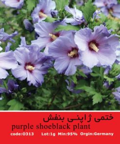بذر_ختمی_ژاپنی_بنفش