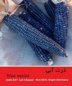 بذر_ذرت_آبی