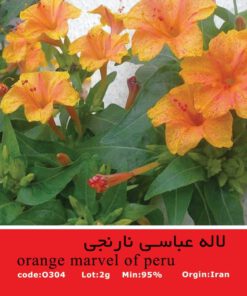 بذر گل لاله عباسی نارنجی (Orange Mirabilis jalapa)