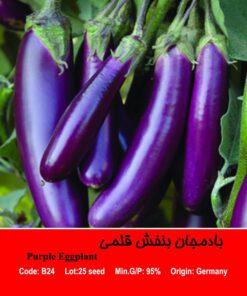 بذر بادمجان بنفش قلمی Purple Eggplant