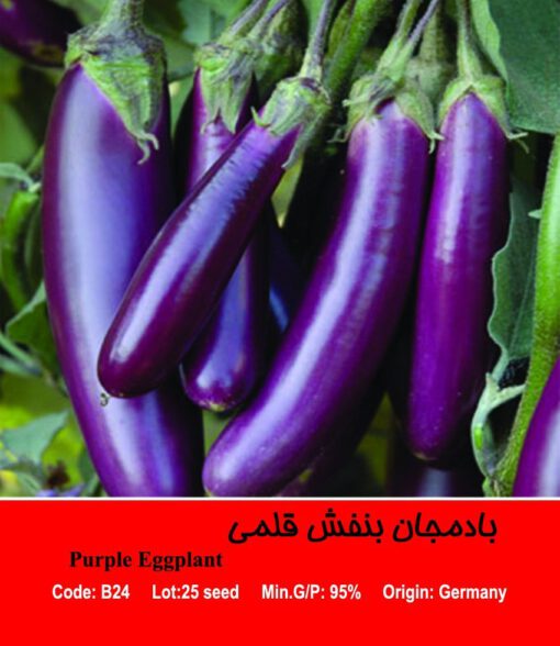 بذر بادمجان بنفش قلمی Purple Eggplant