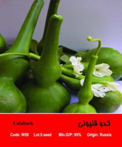 بذر کدو قلیانی Calabash