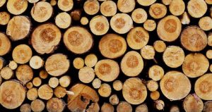 چوب پالونیا