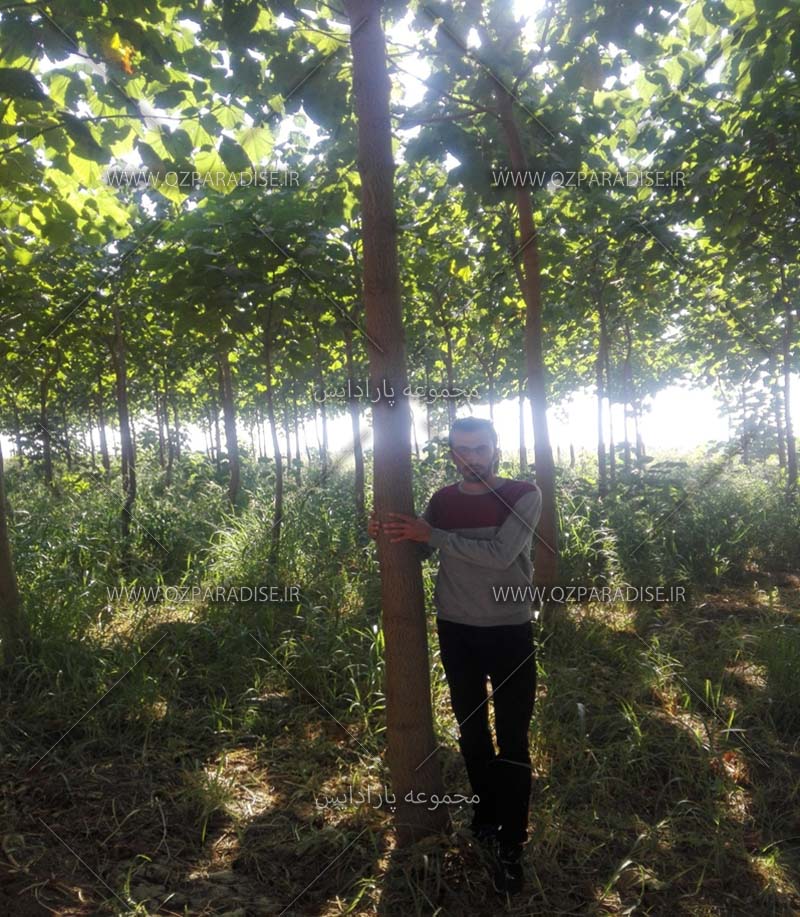 تصویر1.رشد درخت پالونیا در سال سوم. تیرماه1398