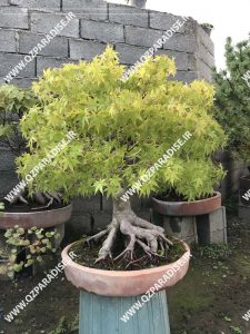 بونسای . آموزش بونسای . روند رشد و پرورش