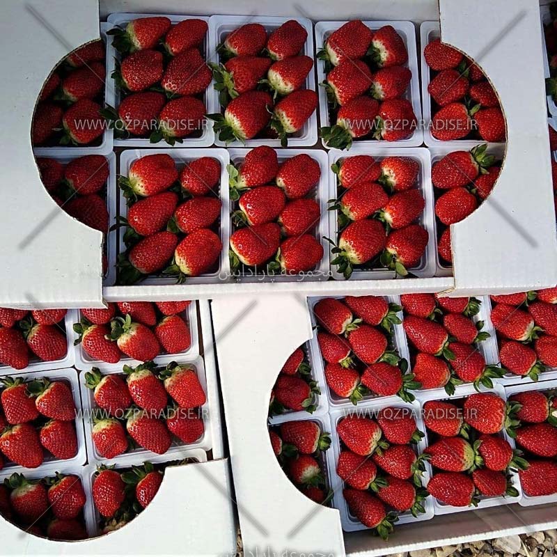 توت فرنگی های بسته بندی شده در توت فرنگستان