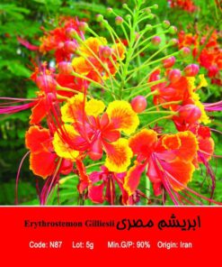 بذر درخت ابریشم مصری Erythrostemon Gilliesii