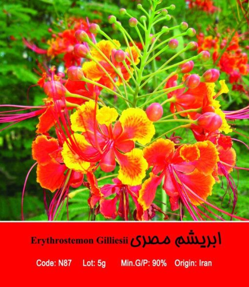 بذر درخت ابریشم مصری Erythrostemon Gilliesii