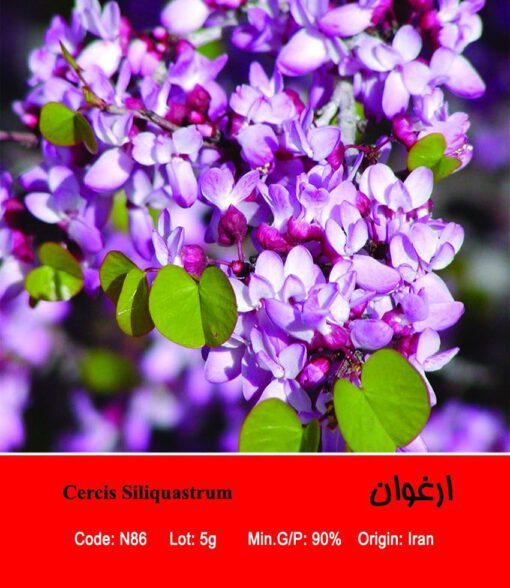 بذر درخت ارغوان Cercis Siliquastrum