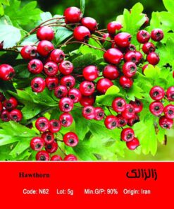 بذر درخت زالزالک Hawthorn