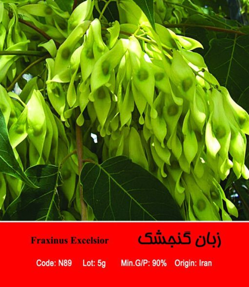 بذر درخت زبان گنجشک Fraxinus Excelsior