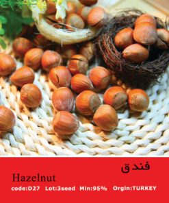 بذر درخت فندق Hazelnut