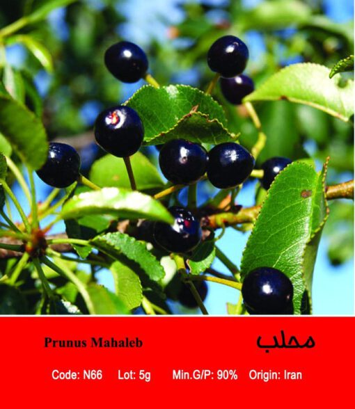 بذر درخت محلب Prunus Mahaleb