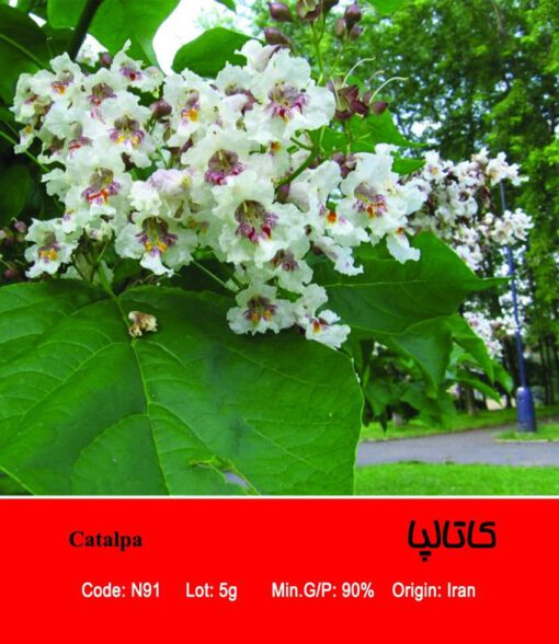 بذر درخت کاتالپا Catalpa