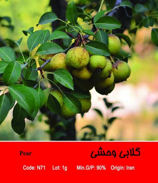 بذر درخت گلابی وحشی Pear