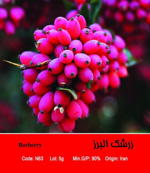 بذر درختچه زرشک البرز Barberry