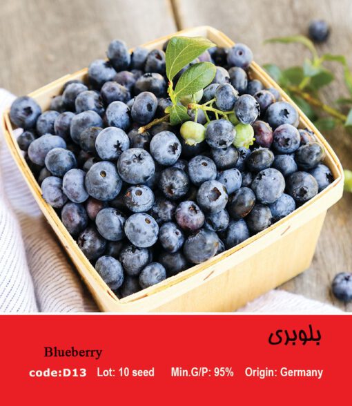 بذر میوه بلوبری Blueberry