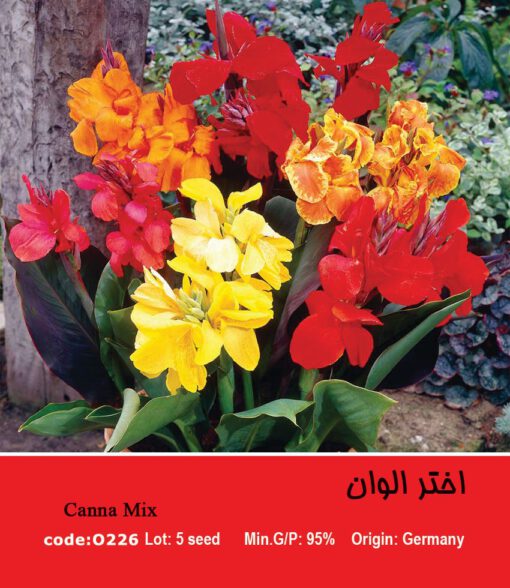 بذر گل اختر الوان Canna Mix