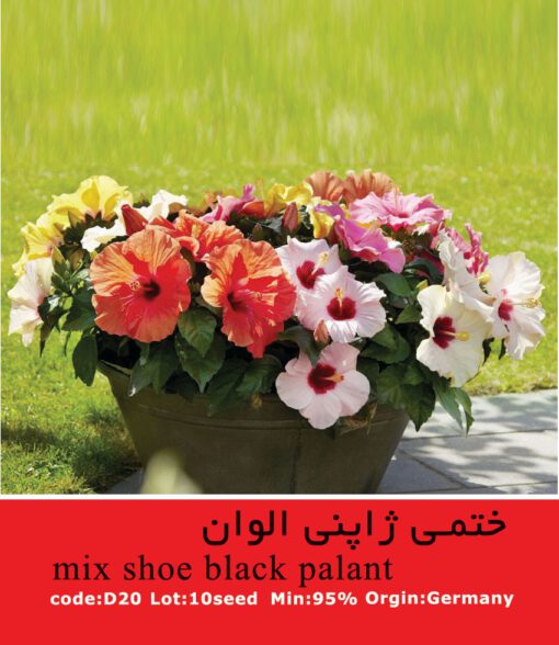 بذر گل ختمی ژاپنی الوان Mix Shoe Black Palant