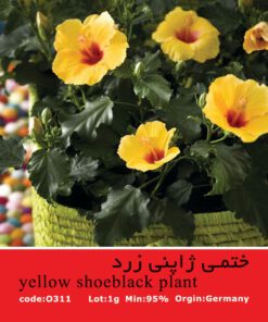 بذر گل ختمی ژاپنی زرد Yellow Shoeblack Plant