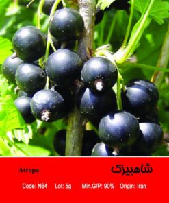 بذر گیاه شاهبیزک Atropa