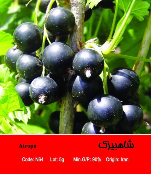 بذر گیاه شاهبیزک Atropa